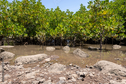 Vászonkép Mangroves in brackish water on the coast creating shoreline stabilization and a