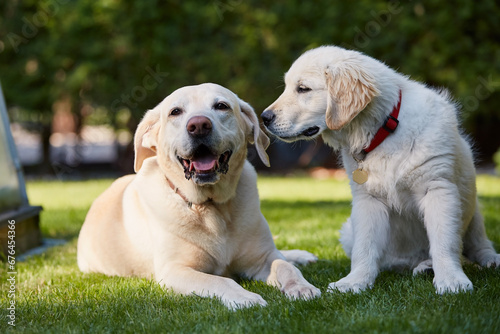 Two canine friends. Portrait of two happy dogs together in backyard. Senior labrador retriever and puppy of golden retriever resting in grass..