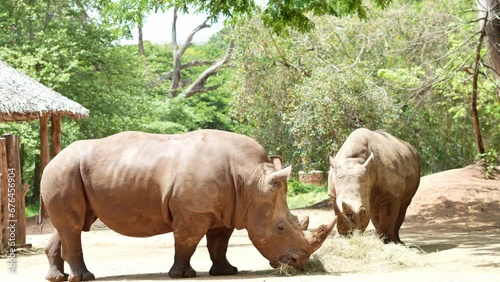The Indian rhinoceros (Rhinoceros unicornis), or Indian rhino for short, also known as the greater one-horned rhinoceros or great Indian rhinoceros photo