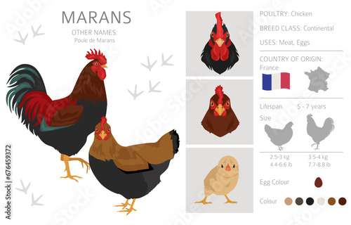 Marans Chicken breeds clipart. Poultry and farm animals. Different colors set