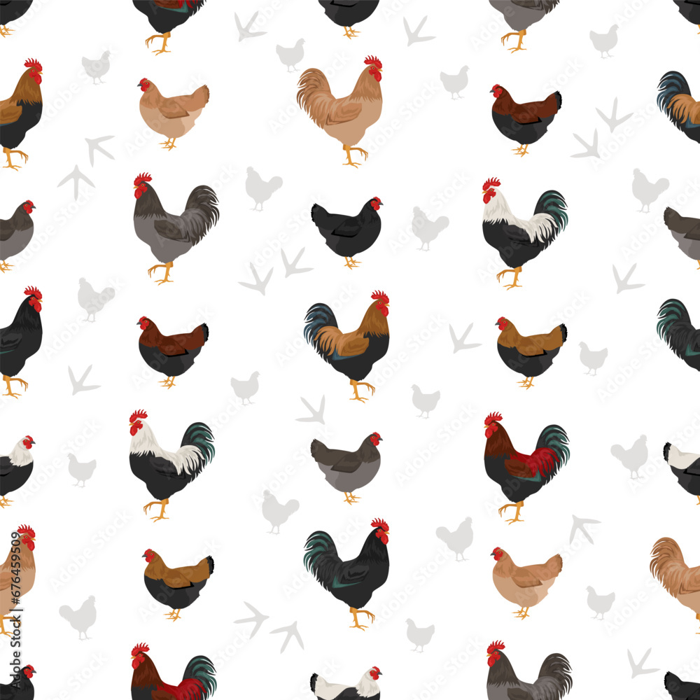 Marans Chicken breeds seamless pattern. Poultry and farm animals. Different colors set