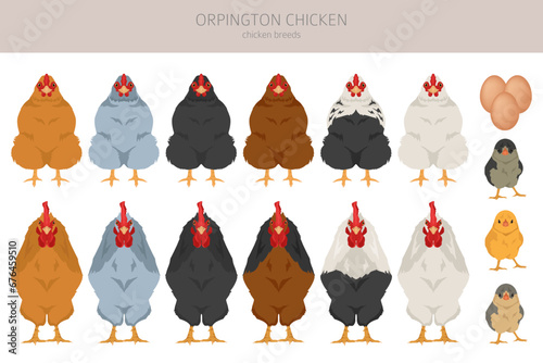 Orpington Chicken breeds clipart. Poultry and farm animals. Different colors set
