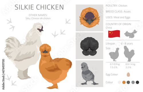 Silkie Chicken breeds clipart. Poultry and farm animals. Different colors set