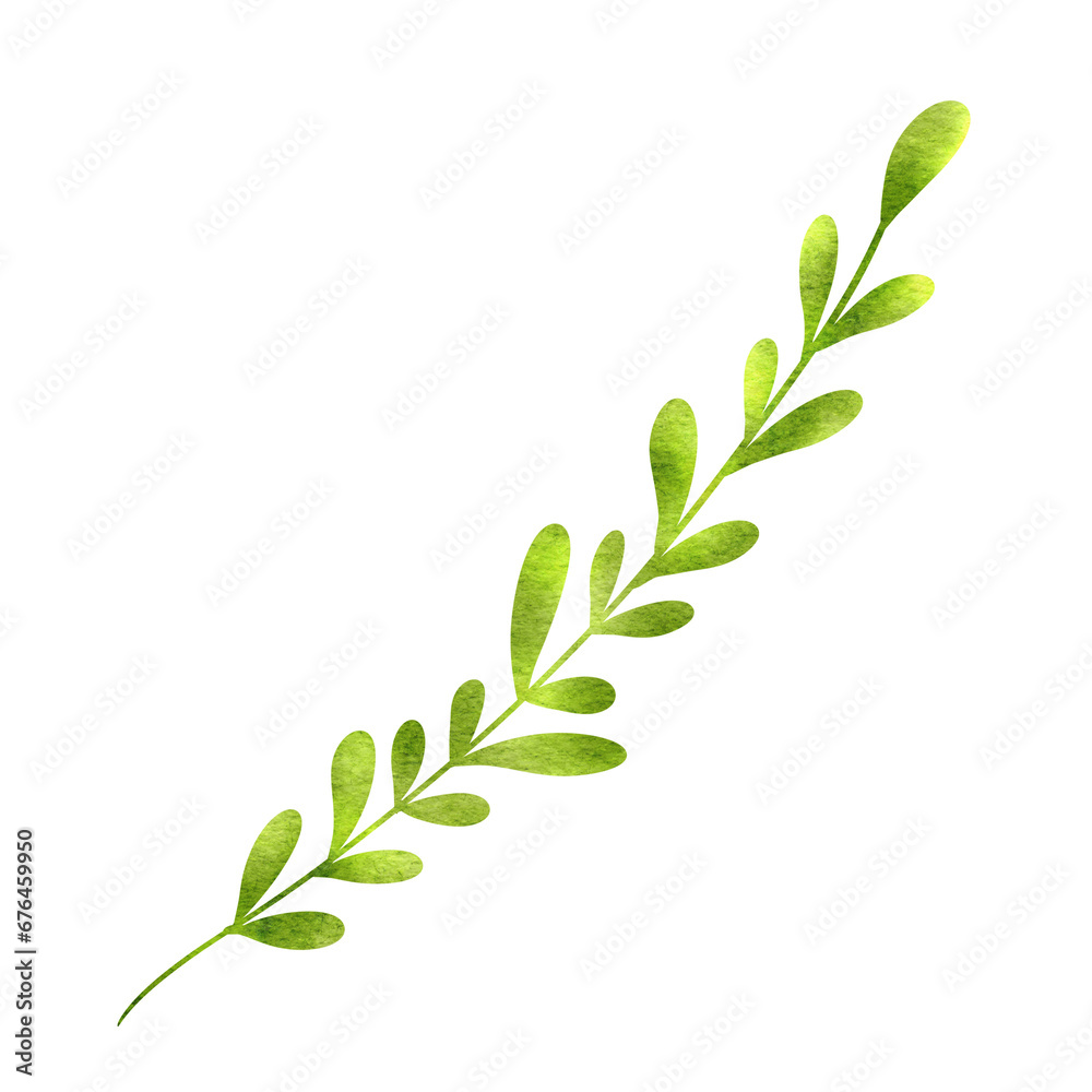 Obraz premium green leaves isolated on white background