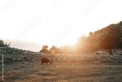 Charming mountain landscape with mountain goats at sunset. Lycian Way. photo
