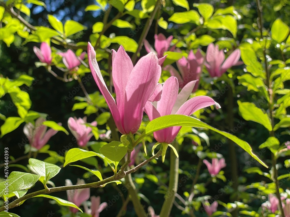 Spring flowers Magnolia lily liliiflora purple pink blossom in the garden. Spring flowers Magnolia lily liliiflora purple pink blossom in the garden.