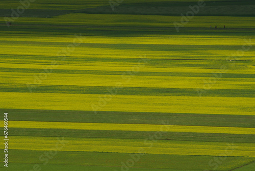 Castelluccio di Norcia - Perugia - First blooms on the plateau