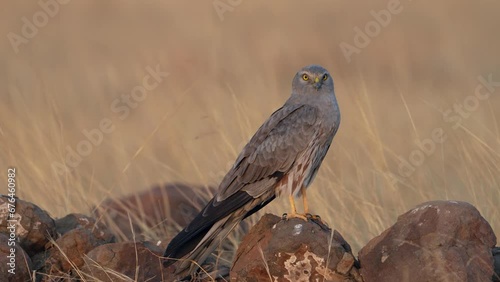 The Montagu's harrier (Circus pygargus)