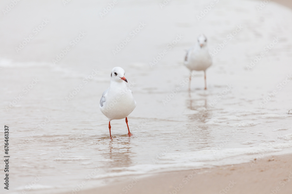Seagull in the natural environment on the Baltic Sea. Seagull in the natural environment on the Baltic Sea.