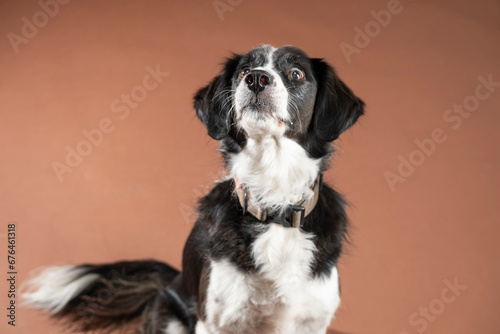 perro border collie