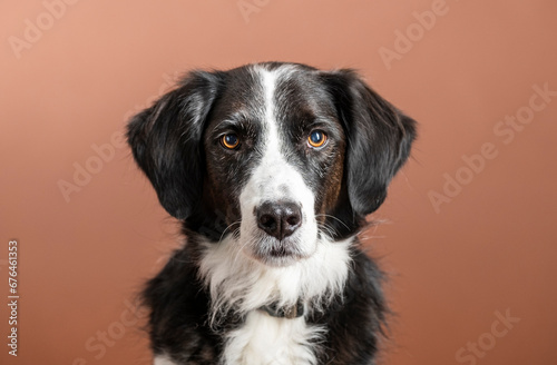 perro border collie