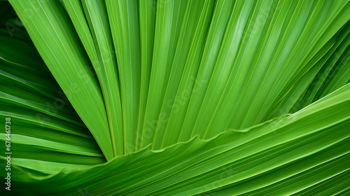 Palm Leaf Macro: Vibrant Green Texture Close-Up