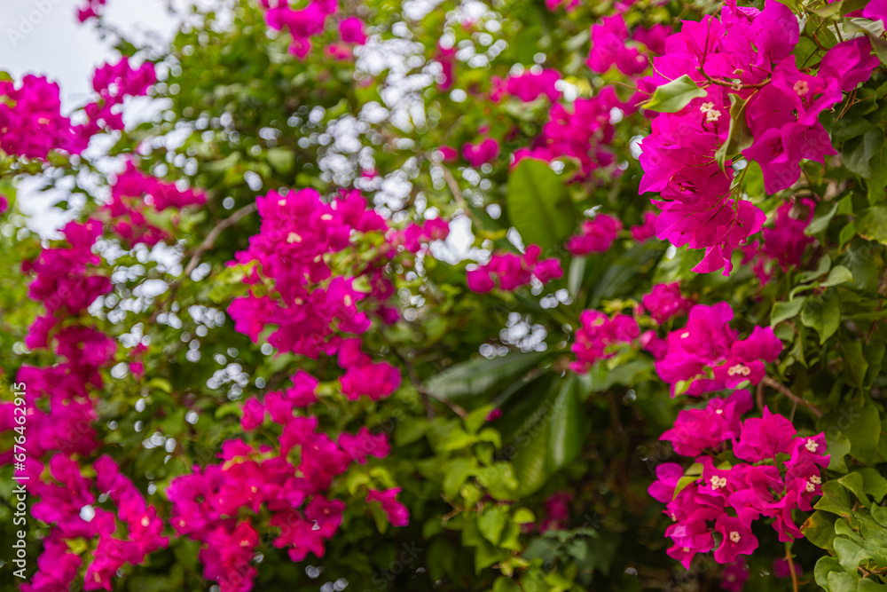 Beautiful Bougainvillea flowers and bougainvillea plant tree in summer lush foliage rainy season (Bougainvillea glabra Choisy). flowers are pink and purple. A wallpaper texture pattern background.