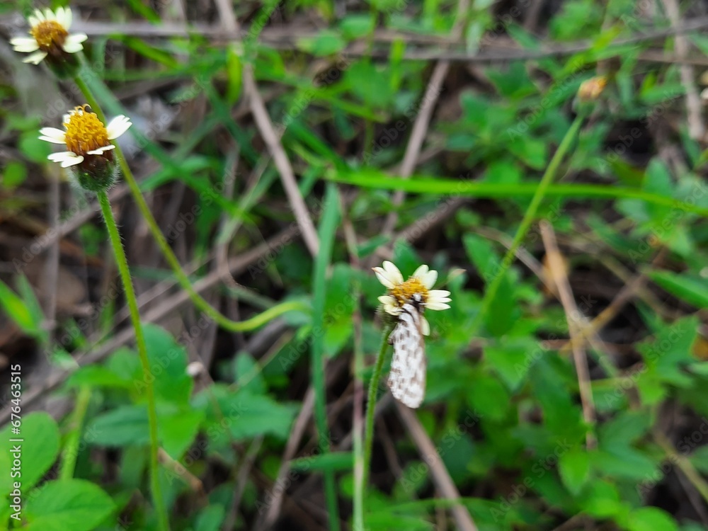 tridax daisy flowers and a fly sitting on it tridax daisy flowers and a fly sitting on it