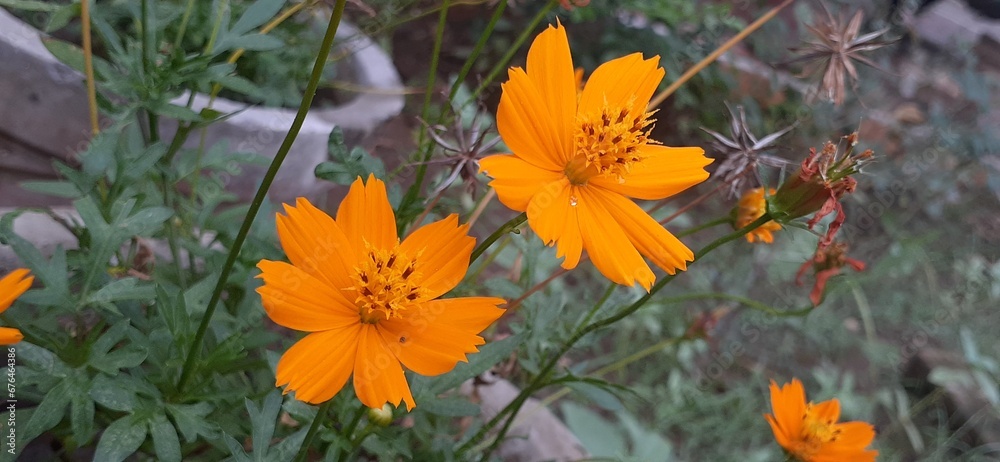 cosmos sulphureus flowers are a gloden yellow color. plants are very adaptable and are suitable. cosmos sulphureus flowers are a gloden yellow color. plants are very adaptable and are suitable.