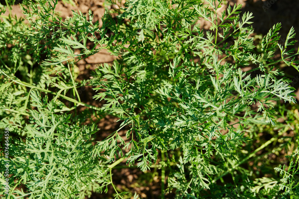 Carrot leaves on a bed close-up top view Carrot leaves on a bed close-up top view