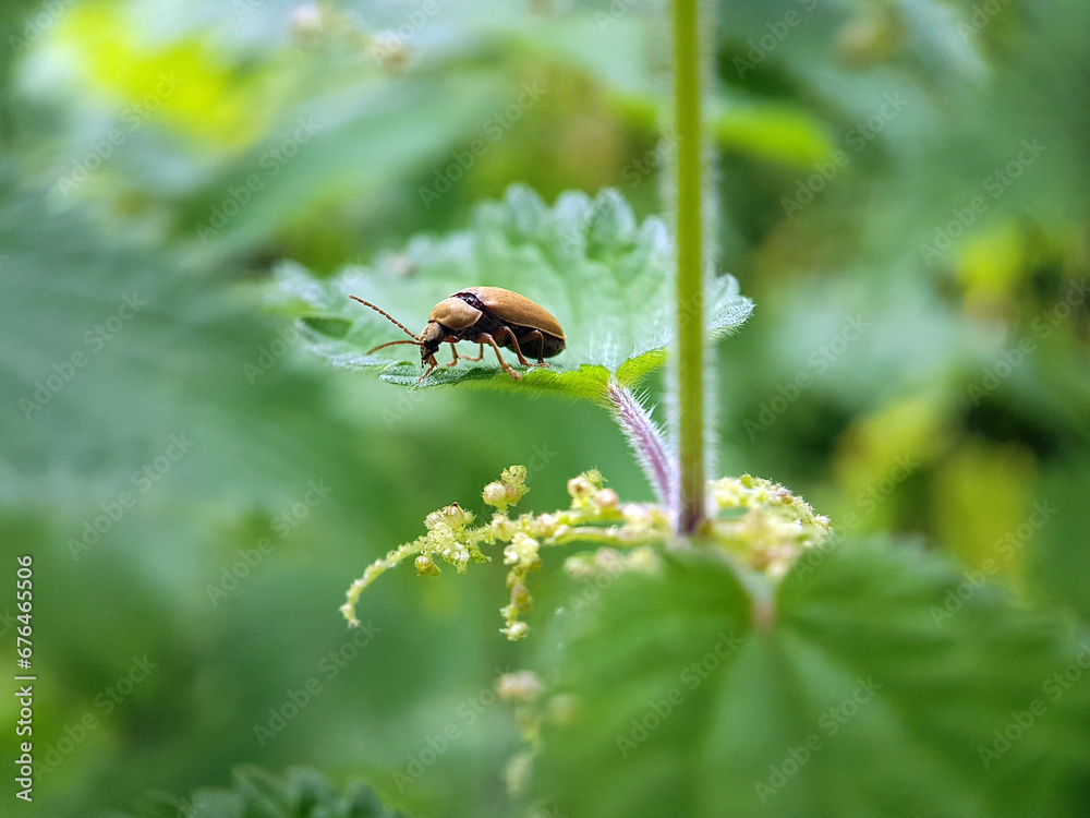 brown beetle on leaf brown beetle on leaf