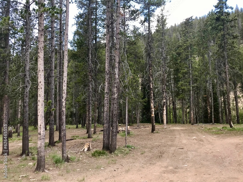 Muddy trail through a green forest in Sawtooth Mountains, Idaho Muddy trail through a green forest in Sawtooth Mountains, Idaho