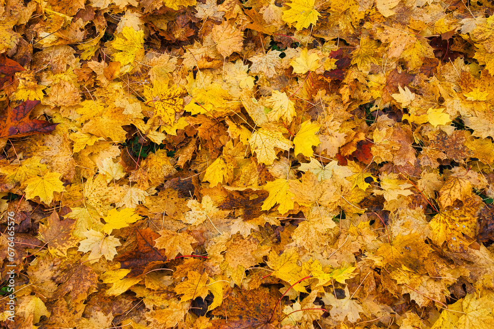 the colours of autumn: yellow dry leaves