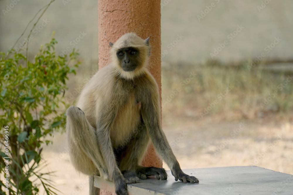 Fototapeta premium Gray langur sitting on the table