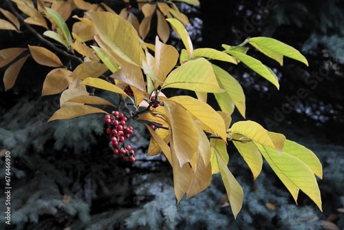 red,small fruits and yellow foliage of Magnolia cobus tree photo