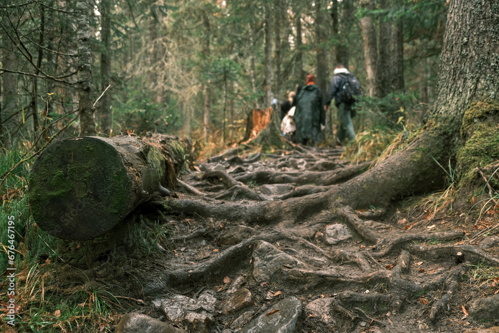 a group of tourists with backpacks walking through the forest area rear view a group of tourists with backpacks walking through the forest area rear view