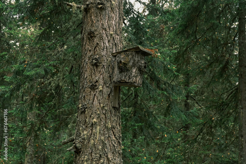 birdhouse from a stump on an old pine tree in the forest