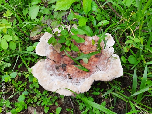 bleeding broadleaf crust stereum rugosum 