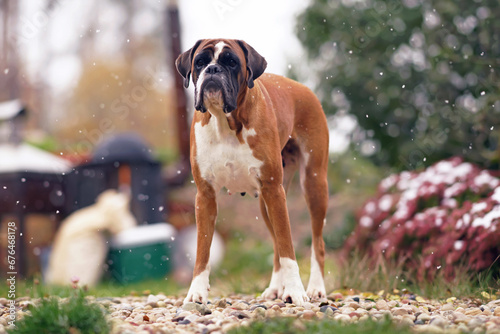 Adorable fawn and white Boxer dog posing outdoors in a garden standing on stones while snowing in autumn photo