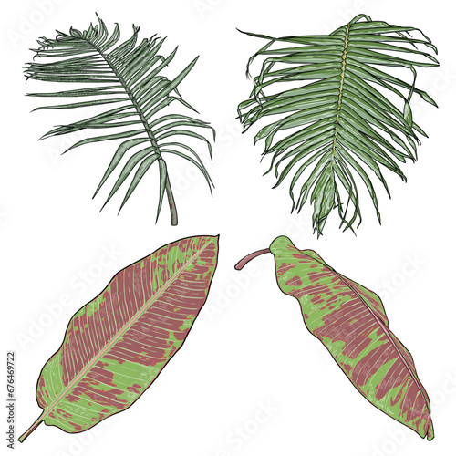 Hand drawn tropical palm leaves and jungle plants, realistic set of tropical leaves Very detailed colorful plant collection. Botanical elements for beauty care products. Vector. photo