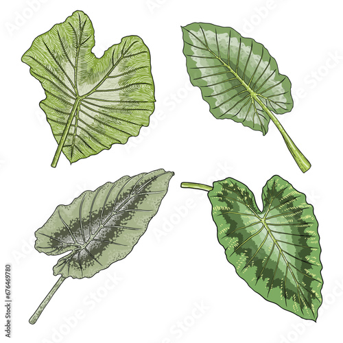 Green leaf of Elephant Ear or Giant Taro set, Alocasia odora species, tropical rainforest foliage garden plant lush. Floral nature green exotic leaves. Vector. photo