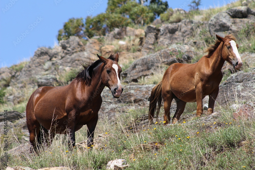 Obraz premium Two horses