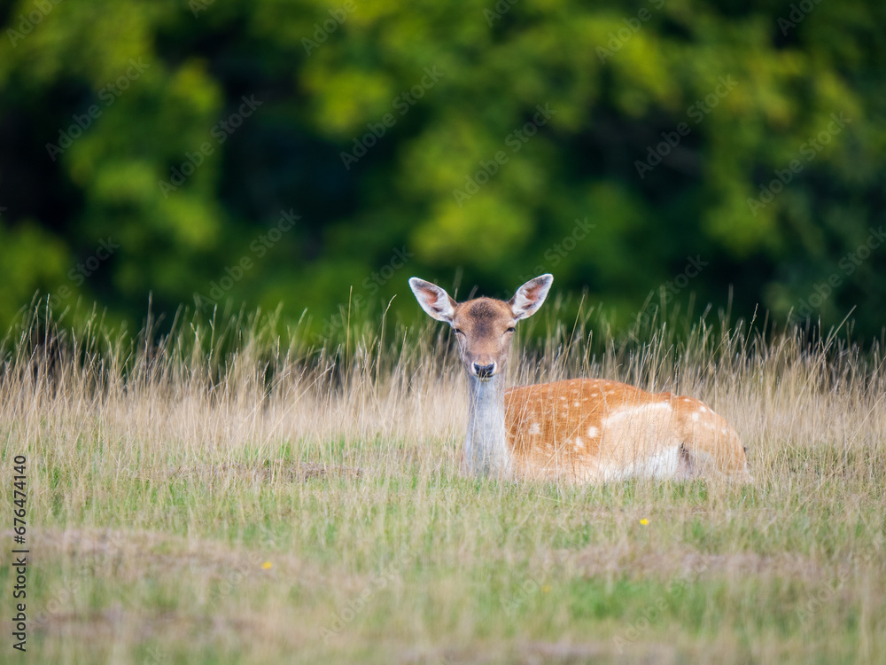Fototapeta premium Fellow Deer Hind in a Meadow