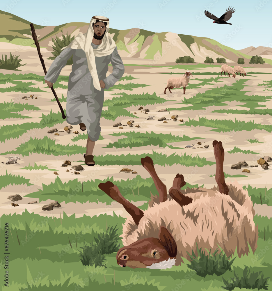 Shepherd running to rescue sheep stuck on its back whilst vulture