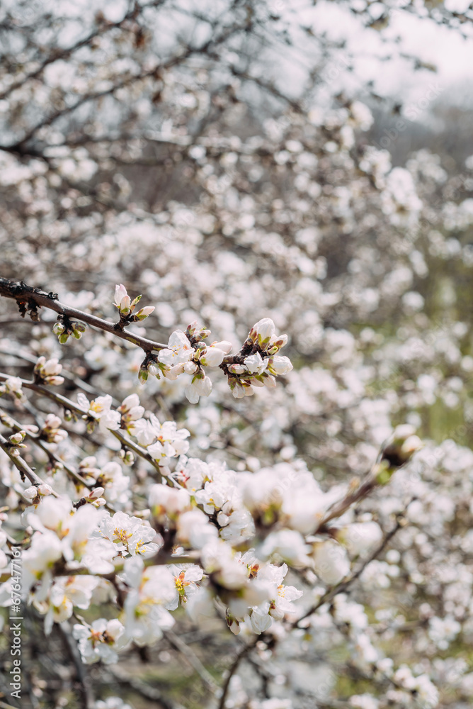 A tree blooms in an orchard in spring. Flowering fruit tree. A tree blooms in an orchard in spring. Flowering fruit tree.