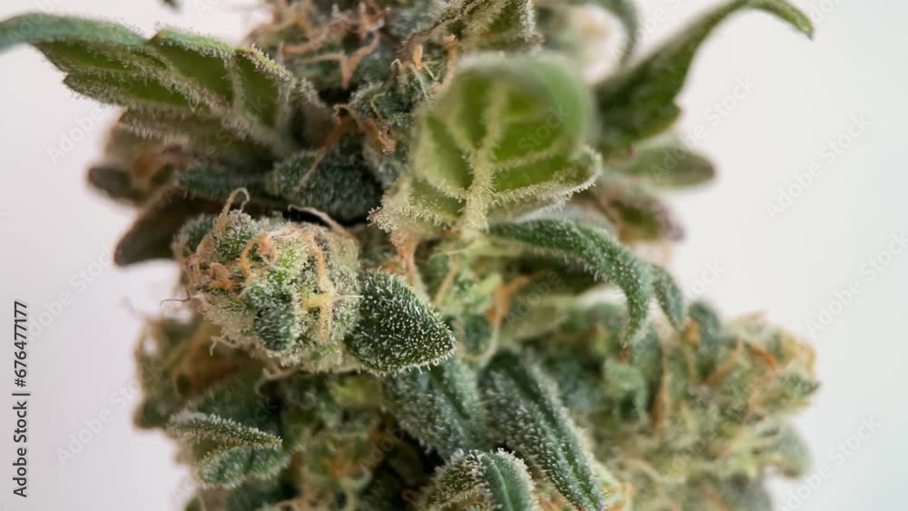 Blooming marijuana for medical use rotates in the background, mockup. Mature cannabis petals and leaves, macro. Indica or sativa, macro Blooming marijuana for medical use rotates in the background, mockup. Mature cannabis petals and leaves, macro. Indica or sativa, macro