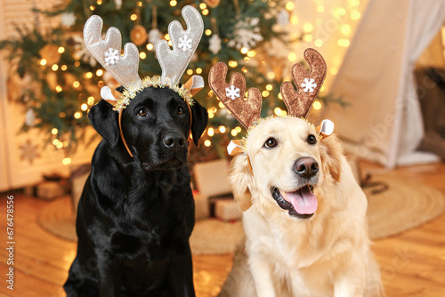 labrador retriever and golden retriever with christmas decorations photo