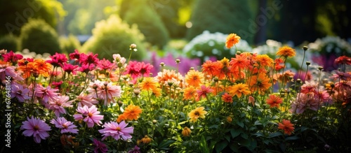 In the colorful Indian garden the background of vibrant summer flowers and leafy green plants creates a beautiful and breathtaking floral display in the nature filled field
