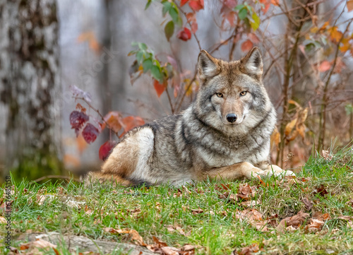 Wild Coyote  In the Heart of Fall  A Majestic Coyote Finds Peace in Nature s Embrace  a Stunning Snapshot of Wilderness Elegance.  Wildlife Photography.