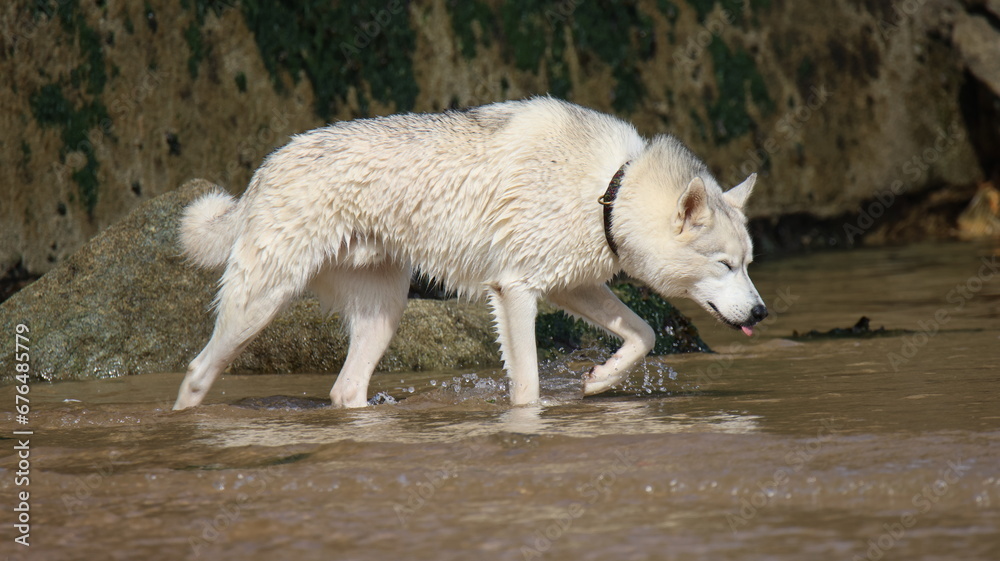 husky baignade