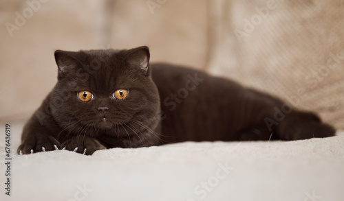 Fototapeta Naklejka Na Ścianę i Meble -  Britisch Kurzhaar Kitten rarität Luxus Katze imposant und edel