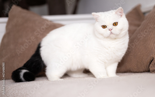 Britisch Kurzhaar Kitten rarität Luxus Katze imposant und edel © Wabi-Sabi Fotografie