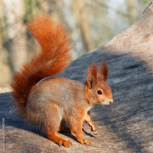 Cute red squirrel on a tree trunk in the forest