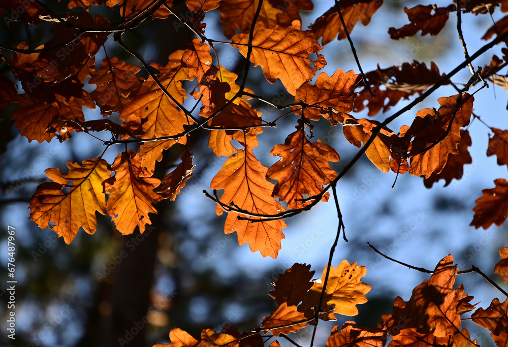 Herbst, Blätter, Braun, Orange, 