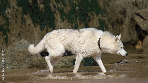 husky baignade photo