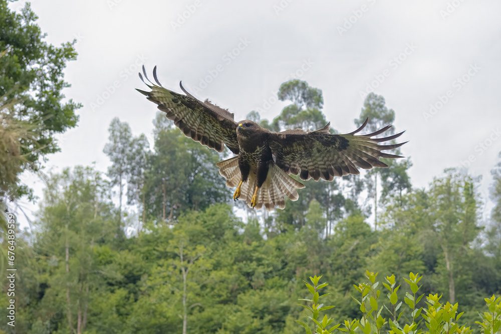 Fototapeta premium águila aterrizando