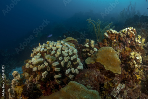 paisaje submarino mar caribe 7