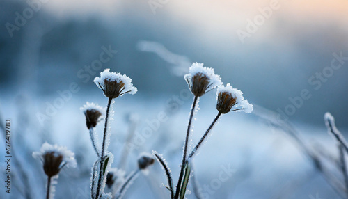 frozen icy flowers in winter frost covered wildflowers in winter field on the evening or mourning cold winter season frosty weather natural blue and white background with copy space