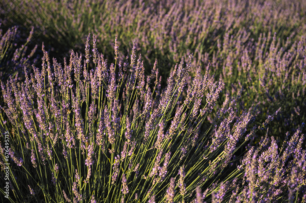 Lavender field with summer blue sky close-up, sunset, rays, Ukraine, retro toned, web banner format Lavender field with summer blue sky close-up, sunset, rays, Ukraine, retro toned, web banner format