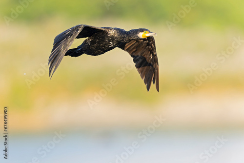 Great Cormorant (Phalacrocorax carbo) in flight